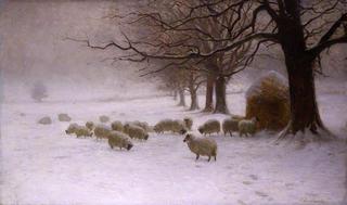 暴风雪中的羊