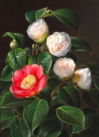 Red and pink camellias