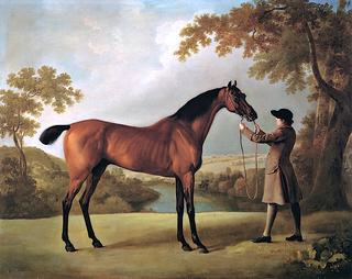 'Tristram Shandy' with a Groom