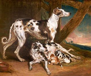 Dalmatian Dogs