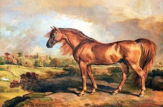 A Chestnut Stallion in the Grounds of Powis Castle