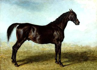 'Guy Mannering': A Race Horse