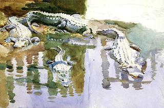 Alligators (study)