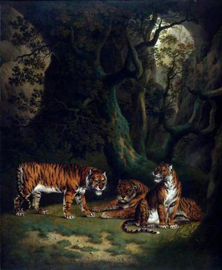 丛林中的老虎