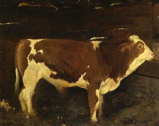 A Bull (study)