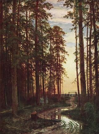 Evening in the Pine Forest