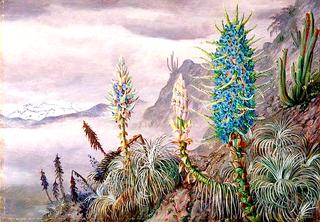 The Blue Puya and Cactus at Home in the Cordilleras, near Apoquindo, Chili