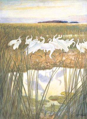 Dance of the Whooping Cranes