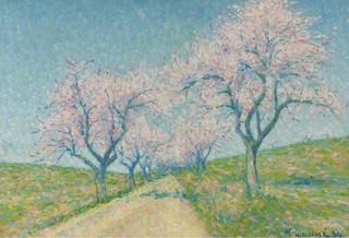 The Road Boarding by Almond Trees in Bloom