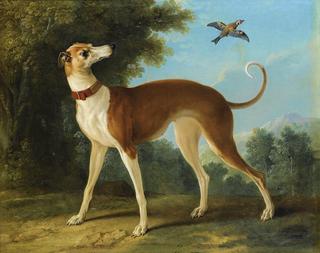 Greyhound in a landscape