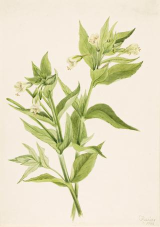 Yellow Willow-Weed (Epilobium lutem)