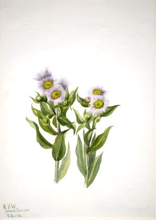 Fleabane (Erigeron macranthus)