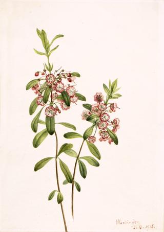 Lambkill (Kalmia angustifolia)