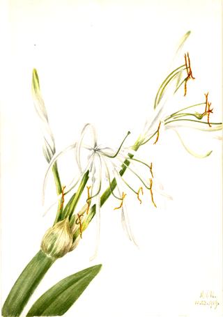 Spider Lily (Hymenocallis rotata)