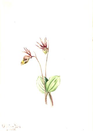 Calypso (Cytherea bulbosa)