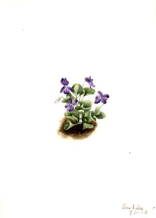 Purple Mountain Violet (Viola adunca)