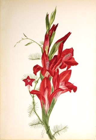 Cannas and Cypress Vine (Canna species and Ipomoea quamoclit)