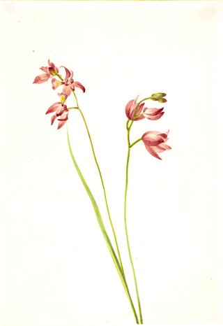 Grass-pink Orchid (Limodorum tuberosum)