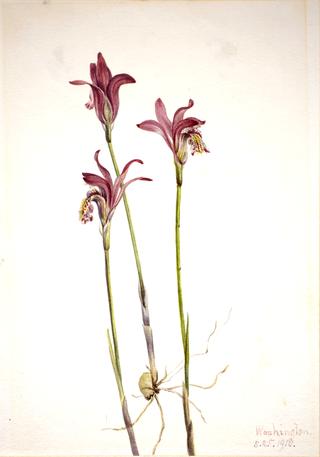 Arethusa (Arethusa bulbosa)