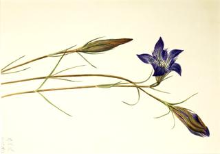 Pinebarren Gentian (Gentiana porphyrio)