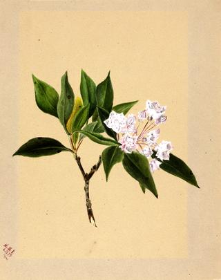 Mountain Laurel (Kalmia latifolia)