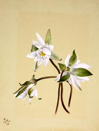 Water Lilies (Castalia odorata)