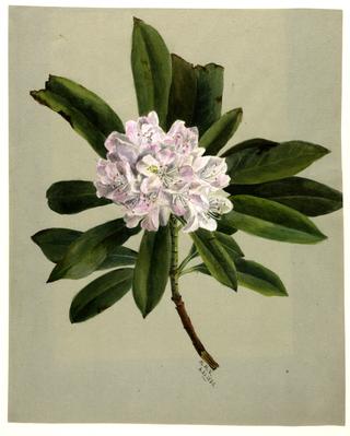 Rhododendron (Rhododendron maximum)