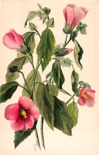 Rose Gentian (Sabbatia angularis)