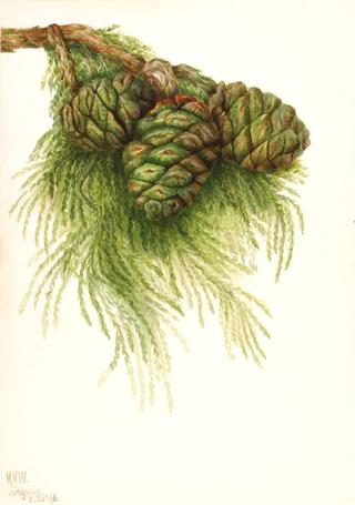 Sequoia (Sequoia gigantea)