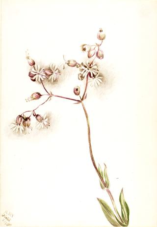 Bladder Campion (Silene latifolia)