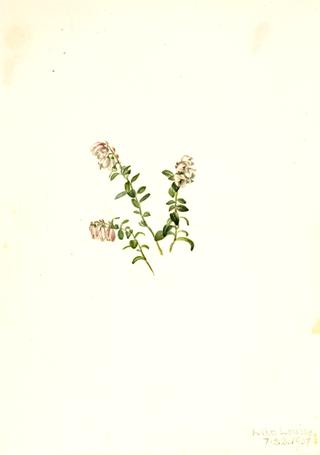Mountain Cranberry (Vaccinium vitisidaea minus)