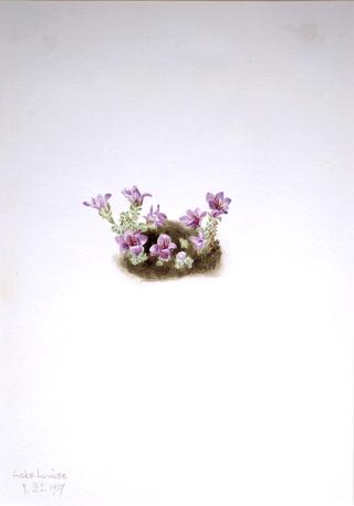 Purple Saxifrage (Saxifrage oppositifolia)