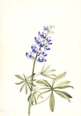 Blue Lupine (Lupinus argenteus)