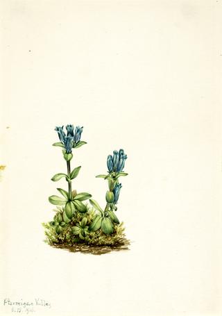 Bluegreen Gentian (Gentiana glauca)