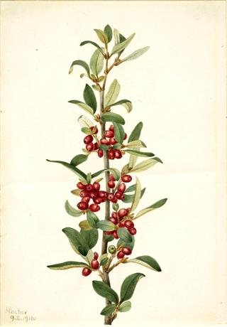 Canada Buffaloberry (Lepargyrea canadensis)