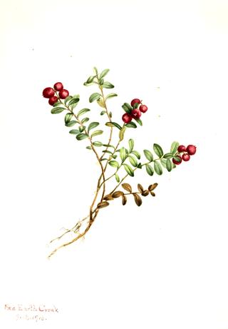 Mountain Cranberry (Vaccinium vitisdaea minus)