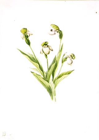 Northern Lady's Slipper (Cypripedium passerinum)