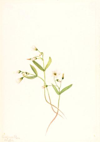 Spring Beauty (Claytonia lanceolata)