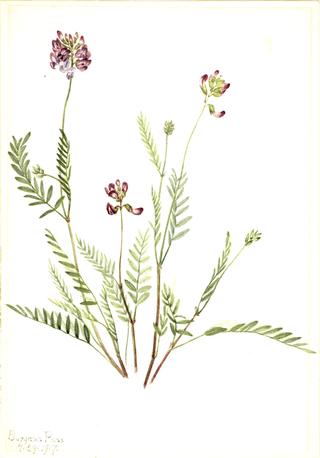 Alpine Vetch (Astragalus bourgovii)