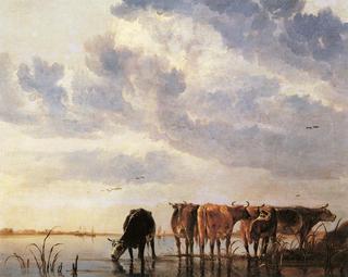 Cows in a River