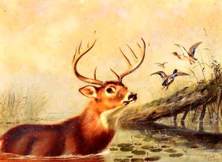 Buck in a Marsh
