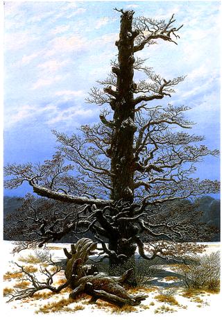 The oaktree in the Snow