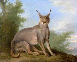 A Caracal in a Landscape