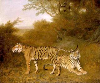 Two Bengal Tigers in a Savannah Landscape, with a Man in a Tree