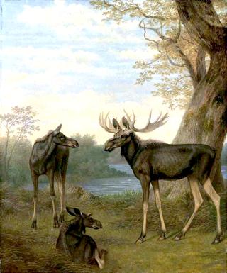 Elk in a River Landscape