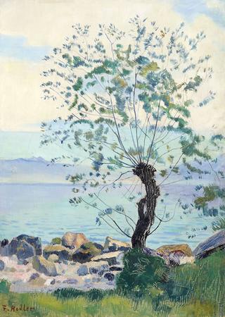 Willow Tree on Lake Geneva