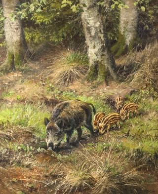 Wild Boar with Piglets