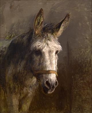 Portrait of a Donkey