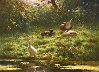 Ducks and Ducklings at a Pond