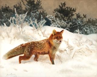 Fox in winter landscape